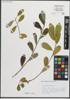 Foto von Salix pedicellata Desf.